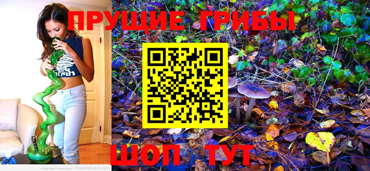 где можно купить наркотик  Галлюциногенные грибы MAGIC MUSHROOMS  Вход с VPN  Новозыбков 